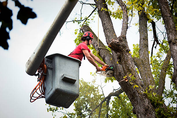 Best Stump Grinding and Removal  in Muskogee, OK